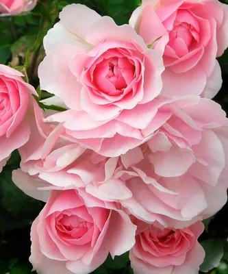 Плетистая роза Боника (Rosa Bonica Climb)