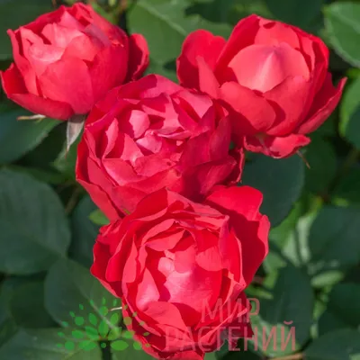 Роза \"Боника 82\" (Rose Bonica 82) - Розы полиантовые (Каталог полиантовых  роз) - Розы - Каталог - Pitomnic.com