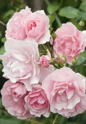 Роза флорибунда Боника на штамбе, купить саженцы розы флорибунда боника на  штамбе в Москве в питомнике недорого!