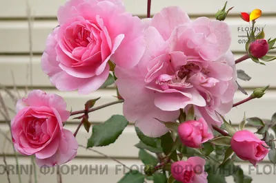 Роза флорибунда Боника, С 3,5