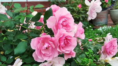 Купить Роза флорибунда Боника 82 Rose floribunda Bonica 82 - в питомнике  Флорини