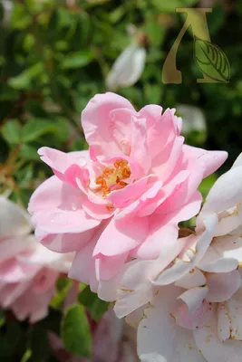 Роза Боника (Bonica 82) обильноцветущая. | Загородные идеи | Дзен