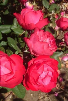 Розовая роза боника с бутонами в саду идеально подходит для фона  поздравительных открыток | Премиум Фото