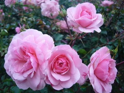 Роза почвопокровная Боника 82 (Rose Bonica 82)