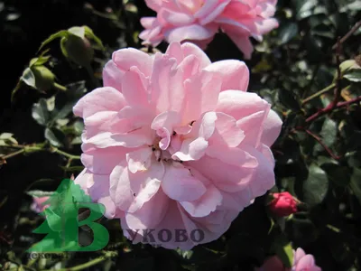 Роза штамбовая Bonica (Боника) – купить саженцы роз в питомнике в Москве