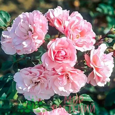 Роза Флорибунда Скарлет Боника | Калужский питомник растений