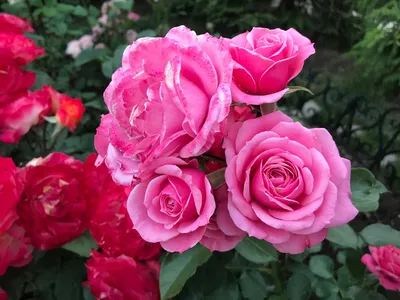 Роза Боника 82 | Розы, Цветы