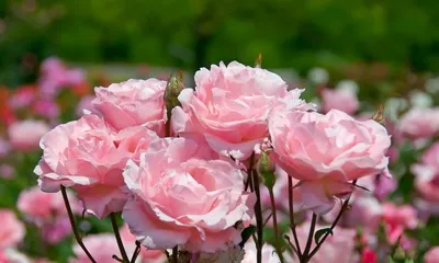 Роза Bonica (Боника) - Полиантовые - Саженцы роз, ягодных, фруктовых и  декоративных культур - Dekoplant