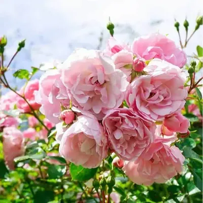 Роза флорибунда Боника на штамбе, купить саженцы розы флорибунда боника на  штамбе в Москве в питомнике недорого!
