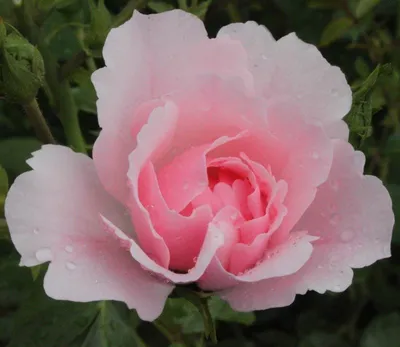 Роза Боника 82 - особенности канадского сорта, посадка и уход