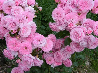 Роза \"Боника 82\" (Rose Bonica 82) - Розы полиантовые (Каталог полиантовых  роз) - Розы - Каталог - Pitomnic.com