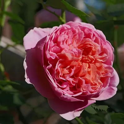 Роза Боскобель от Дэвида Остина Купить - Идеальный Выбор для Вашего Сада
