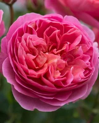 Саженцы роз в розницу (@aromat_roze) добавил(-а) фото в свой аккаунт  Instagram: “БОСКОБЕЛЬ (BOSCOBEL) Роза Боскобел (Boscobel ) селекции David  Austi… | Розы, Цветы