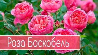 Роза английская `Боскобель`, Rosa (S) `Boscobel` ® | СадПарад