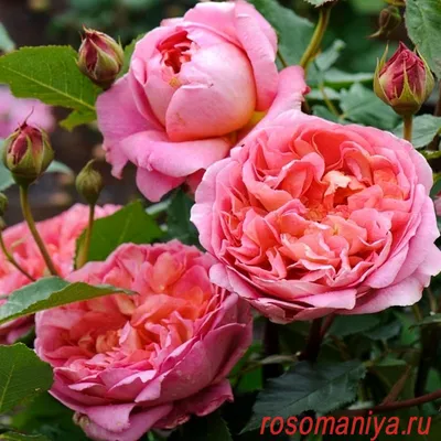 Роза Боскобель, д.Остин кустарниковая фото и описание сорта 🌹 Наши розы в  комментариях 🌹 - YouTube