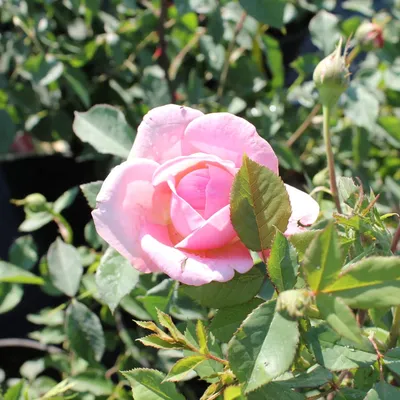 Роза парковая Боскобель: купить в Москве саженцы Rosa Boscobel в питомнике  «Медра»