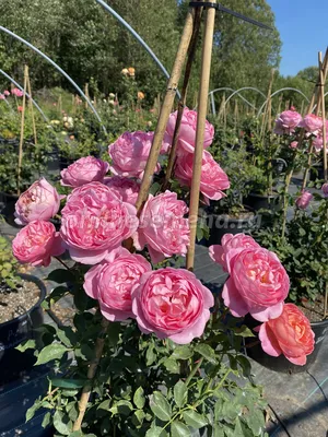 Роза 'Боскобель' (парковая) (розовая) купить по цене 1.150,00 руб. руб. в  Москве в садовом центре Южный