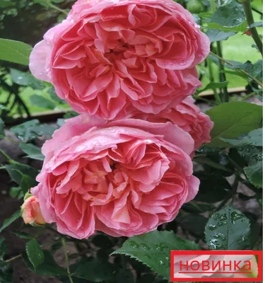 Саджанці троянди \"Боскобель\": продажа, цена в Запорожье. Рассада и саженцы  цветов от \"РОЗІНА\" - 1359074989