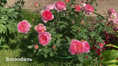 Роза боскобель - 71 фото
