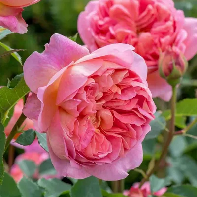 Роза 'Боскобель' (парковая) (розовая) купить по цене 1.150,00 руб. руб. в  Москве в садовом центре Южный