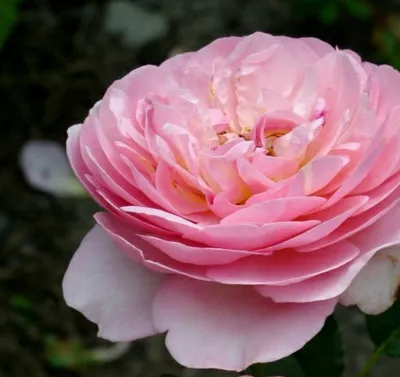 Купить Роза английская Боскобель саженцы почтой в интернет-магазине  Эко-сад24.рф | Фото, описание сорта, цена и характеристики