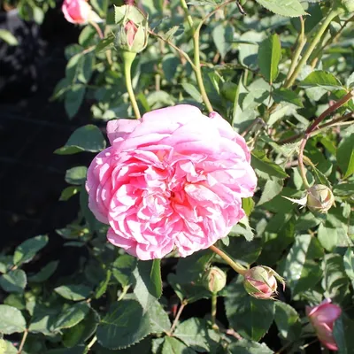 Купить Боскобель, Фото и описание роз, Саженцы английских роз в интернет  магазине \"КустикОптом\" саженцы от производителя.