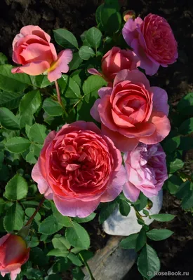 Новости питомника: Богатая поставка высокорослых роз
