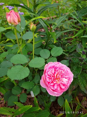 🌸 Необычная роза Бенджамин Бриттен... - Саженцы роз Rosesmol | Facebook