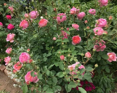Розы купить саженцы недорого в питомнике Заказ в сад с доставкой
