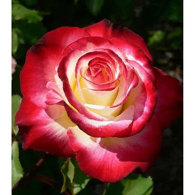 Роза чайно-гибридная `Дабл Делайт`, Rosa (HT) `Doublé Delight` | СадПарад
