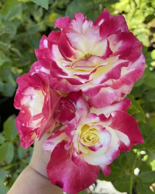 Роза Дабл Делайт - купить саженцы Rose Double Delight почтой, недорого