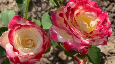 Роза \"Дабл Делайт\" (Rose Double Delight) - Розы чайногибридные (Каталог  чайно гибридных роз