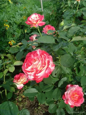 ДАБЛ ДЕЛАЙТ\" - роза чайно-гибридная - купить по выгодной цене |  Александровы сады