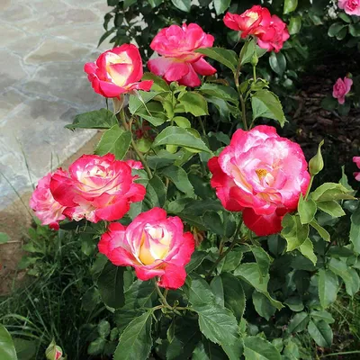 Саженцы розы Дабл Дилайт купить | Агро Бреза Украина Киев