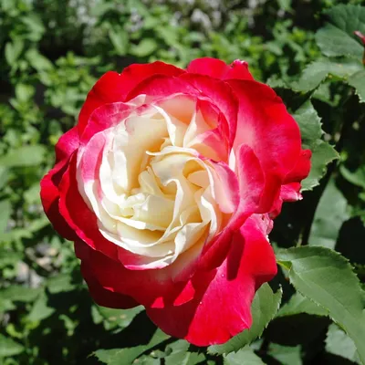 Роза Дабл Делайт - «Двойное удовольствие» | отзывы