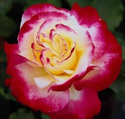 Долина Растений | Россия on Instagram: \"🌹Роза Дабл Делайт ❗️ТОВАР НА  АКЦИИ❗️ ⠀ 📝Перед вами удивительная чайно-гибридная роза Дабл Делайт! Её  главная изюминка – разнообразие и непредсказуемость цвета. Крупные махровые  лепестки этой
