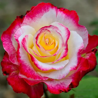 Роза Double Delight (Двойное удовольствие) - «Шикарный запах. очень  красивый цвет. Роза Double Delight.» | отзывы