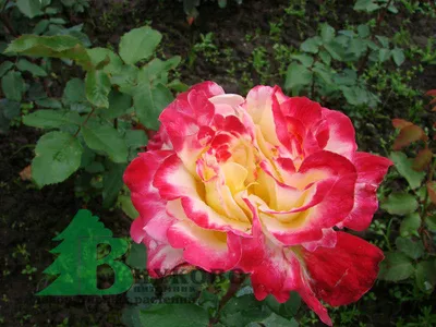 Роза \"Дабл Делайт\" (Rose Double Delight) - Розы чайногибридные (Каталог  чайно гибридных роз