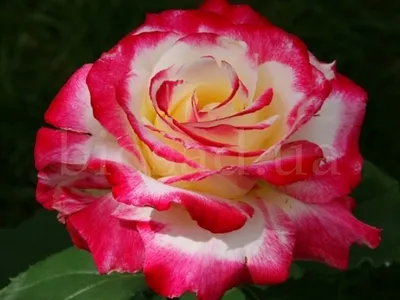 Роза Двойное удовольствие (Double Deligh) на rozapochtoi.ru - YouTube