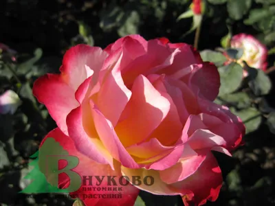 Сажанец чайно-гибридной розы Дабл Делайт Семена Алтая 1шт. в коробке — цена  в Ишимбае, купить в интернет-магазине, характеристики и отзывы, фото