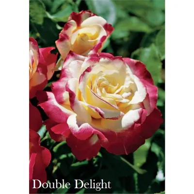 Самые зимостойкие сорта роз – фото, описание, особенности, советы по уходу  | В цветнике (Огород.ru)