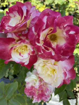 Купить саженцы розы Дабл Делайт с доставкой почтой | Питомник саженцев «КФХ  Фруктовый сад»