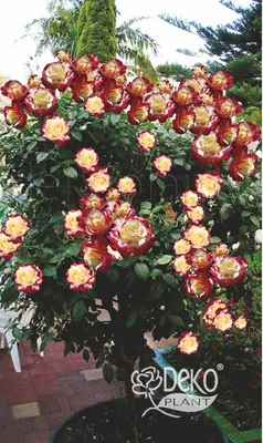 Роза Double Delight (Дабл Делайт) - Штамбовые - Саженцы роз, ягодных,  фруктовых и декоративных культур - Dekoplant
