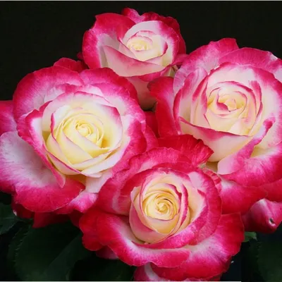 Купить саженцы розы Дабл Делайт в интернет-магазине в Минске почтой по  Беларуси.