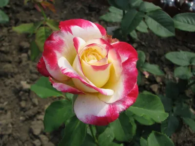 Роза Дабл Делайт - «Роза Дабл Делайт (double delight) - довольно необычная  жительница моего сада. Экзотическая красотка и уход за ней. » | отзывы