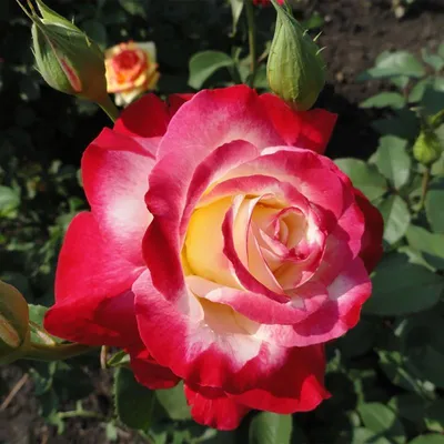 Роза чайно-гибридная 'Дабл делайт'/Rose hybrid tea 'Double Delight' C6 —  цена в Оренбурге, купить в интернет-магазине, характеристики и отзывы, фото