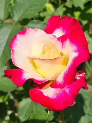 Саженцы роз: Роза Дабл Делайт Double Delight