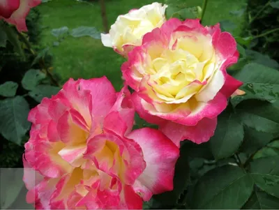 Саженцы роза Дабл Делайт (ID#1464990192), цена: 55 ₴, купить на Prom.ua
