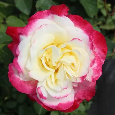Роза Дабл Делайт. Лучшие сорта чайно-гибридных роз. Купить
