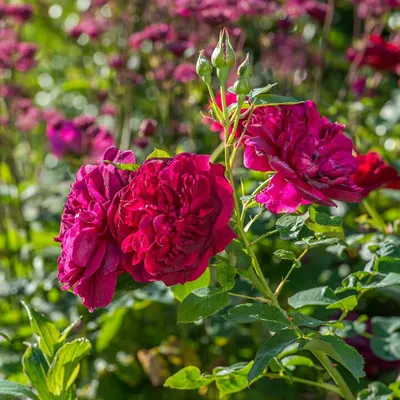 Роза Дарси Бассел (Darcey Bussell) Английская купить в Украине с доставкой  | Цена в Svitroslyn.ua